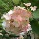 Hortensia � panicules Mega Mindy