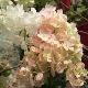 Hortensia � panicule Sundae Fraise �