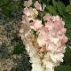 Hortensia � panicule Sundae Fraise �