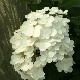 Hortensia � panicules Tardiva