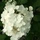 Hortensia � panicules Tardiva