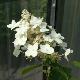 Hortensia � panicules Unique