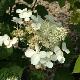 Hortensia � panicules white lady