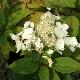 Hortensia � panicules white lady