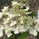 Hortensia � panicule Wim's Red