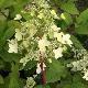 Hortensia � panicule Wim's Red