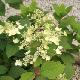Hortensia � panicule Wim's Red