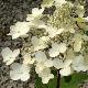 Hortensia � panicule Wim's Red