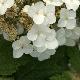 Hortensia � feuilles de ch�ne Applause