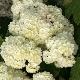 Hortensia � feuilles de ch�ne Snow Queen