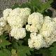 Hortensia � feuilles de ch�ne Snow Queen