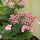 Hortensia � fleurs plates maiko