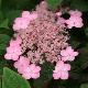Hortensia � fleurs plates Mont-aso