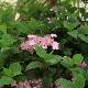 Hortensia � fleurs plates Mont-aso