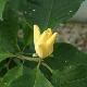 Magnolia Golden Joy