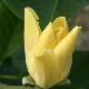Magnolia Golden Joy