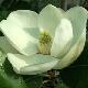 Magnolia persistant Fran�ois Treyve