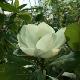 Magnolia persistant Fran�ois Treyve