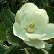Magnolia persistant Fran�ois Treyve