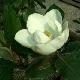 Magnolia persistant Fran�ois Treyve