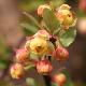 Berberis rampant