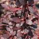 Berberis pourpre fastigi�