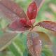 Photinia de Chine
