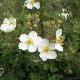 Potentille � fleurs blanches