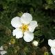 Potentille � fleurs blanches