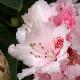 Rhododendron hybride Albert Schweitzer
