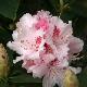 Rhododendron hybride Albert Schweitzer