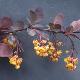 Berberis Superba