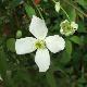 Cl�matite � petites fleurs grandiflora