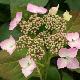 Hortensia Mari�sii Perfecta