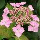 Hortensia Mari�sii Perfecta