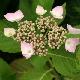 Hortensia Mari�sii Perfecta