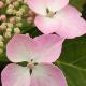 Hortensia Mari�sii Perfecta