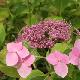 Hortensia Mari�sii Perfecta