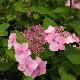 Hortensia Mari�sii Perfecta