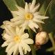 Illicium simonsii