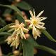 Illicium simonsii