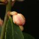 Illicium simonsii