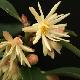 Illicium simonsii