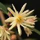 Illicium simonsii