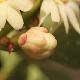 Illicium simonsii