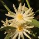Illicium simonsii