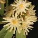 Illicium simonsii