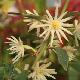 Illicium simonsii