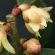 Illicium simonsii
