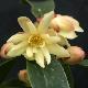 Illicium simonsii